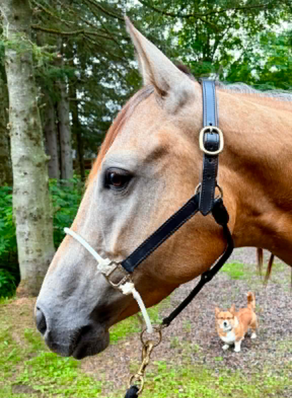 Hybrid Halters